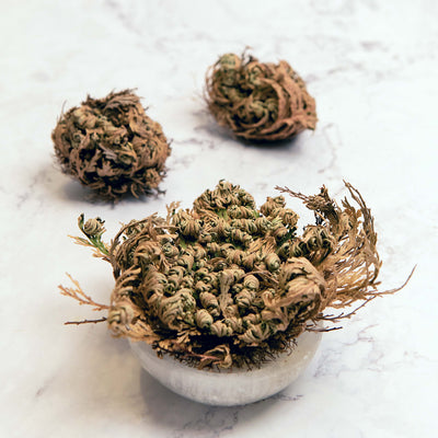 Rose of Jericho