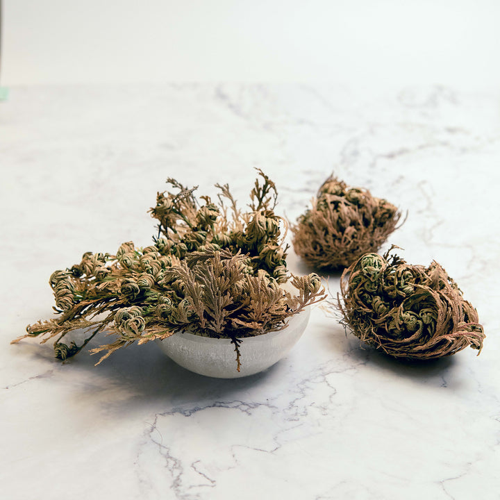 Rose of Jericho