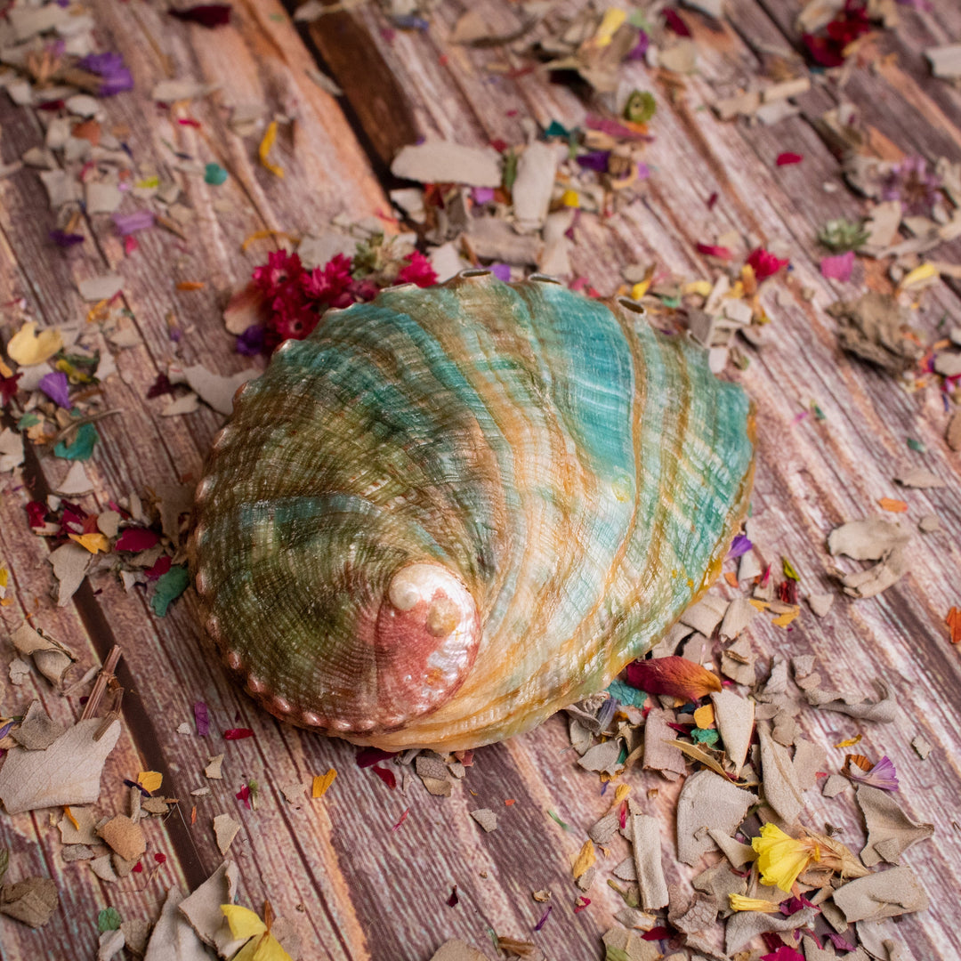 Shell of Abalone