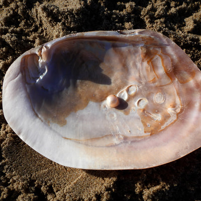 Marina's Sea Shell Collection