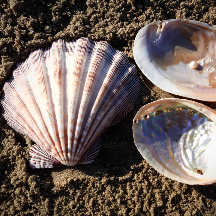 Marina's Sea Shell Collection