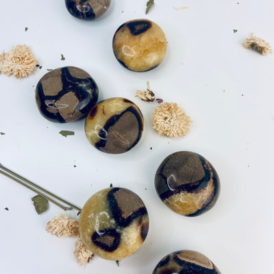 Septarian Palm Stone